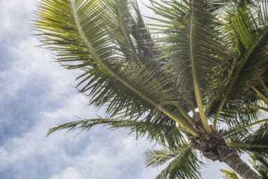 Palm tree
